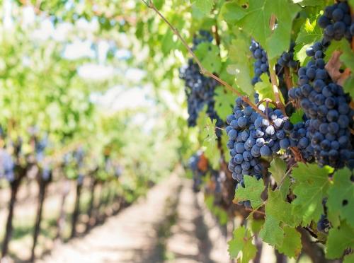 AGGIORNAMENTO PERMANENTEIN PRESENZA 
Profumi di/vini: vendemmia tra le viti di Umani Ronchi, radici antiche per il vino del futuro